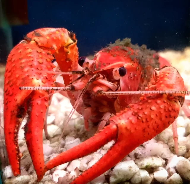 Флоридский оранжевый рак в Центре океанографии «Открытый океан» в Минске